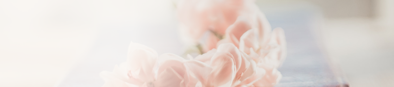 Närbild av mjuka, rosa blommor i oskärpa.